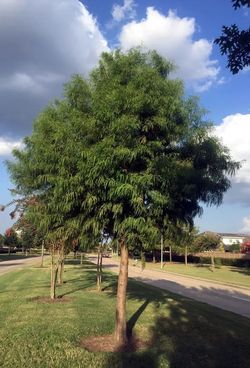 LaNana Kneeless Cypress Tree, Taxodium 'LaNana'